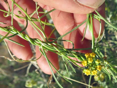 Utah Swallow-Wort (Cynanchum utahense)