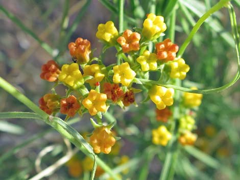 Utah Swallow-Wort (Cynanchum utahense)