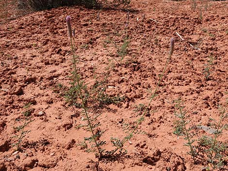 Searls' Prairieclover (Dalea searlsiae)