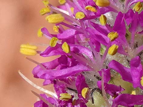 Searls' Prairieclover (Dalea searlsiae)