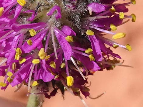 Searls' Prairieclover (Dalea searlsiae)