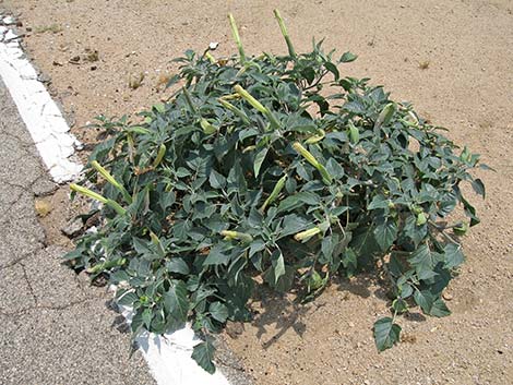 Jimson Weed (Datura wrightii)