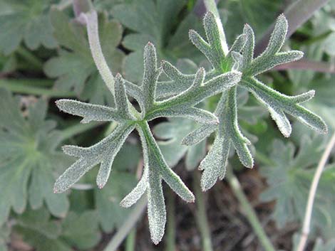 Desert Larkspur (Delphinium parishii ssp parishii)