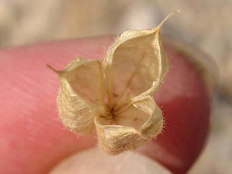 Desert Larkspur (Delphinium parishii ssp parishii)