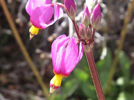 Darkthroat Shootingstar (Dodecatheon pulchellum)