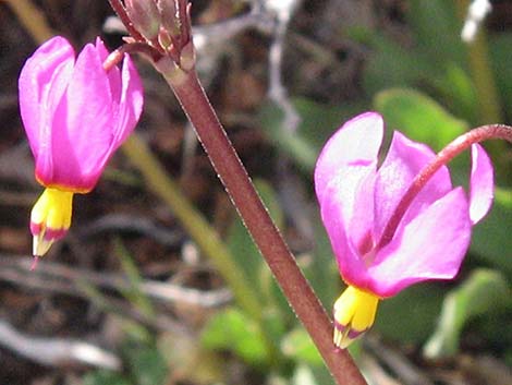 Darkthroat Shootingstar (Dodecatheon pulchellum)