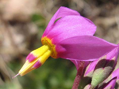 Darkthroat Shootingstar (Dodecatheon pulchellum)