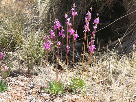 Darkthroat Shootingstar (Dodecatheon pulchellum)