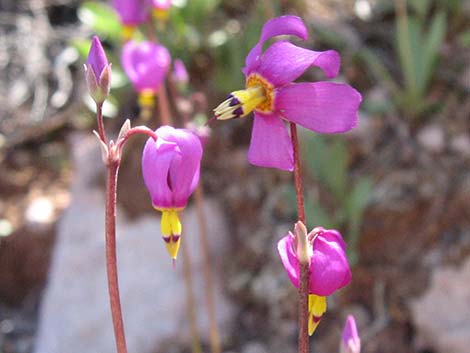 Darkthroat Shootingstar (Dodecatheon pulchellum)