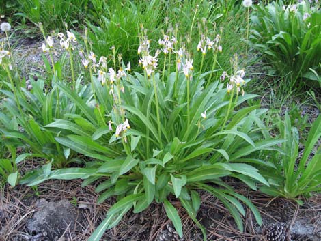 Scented Shootingstar (Dodecatheon redolens)