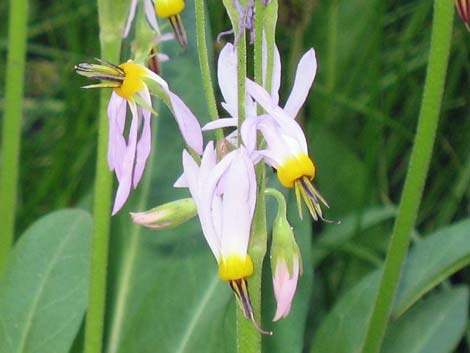 Scented Shootingstar (Dodecatheon redolens)