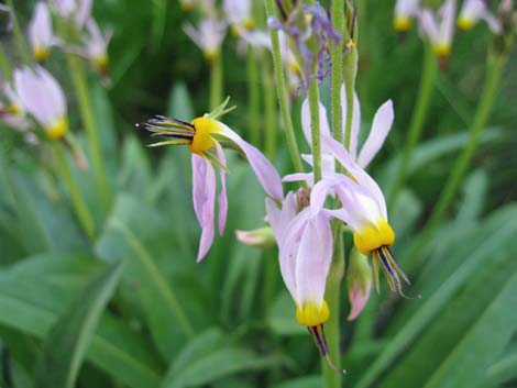 Scented Shootingstar (Dodecatheon redolens)