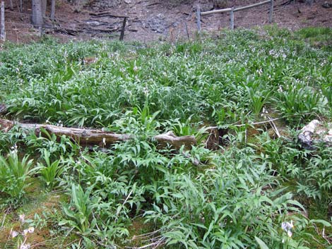 Scented Shootingstar (Dodecatheon redolens)