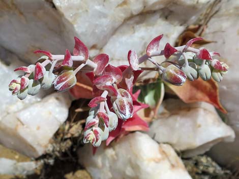 Chalk Dudleya (Dudleya pulverulenta)