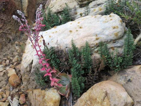 Chalk Dudleya (Dudleya pulverulenta)