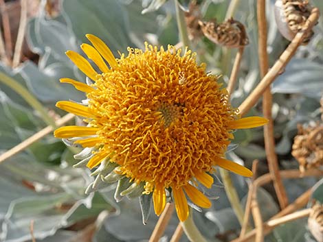 Silverleaf Sunray (Enceliopsis argophylla)