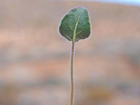 Desert Trumpet (Eriogonum inflatum)