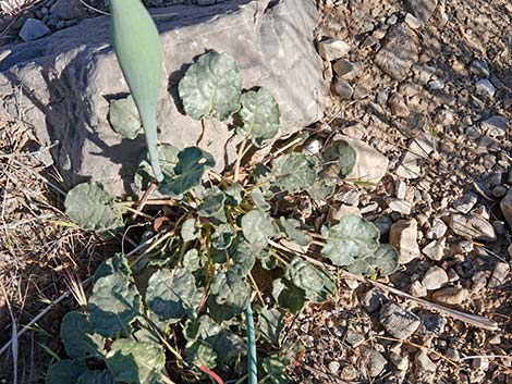 Desert Trumpet (Eriogonum inflatum)