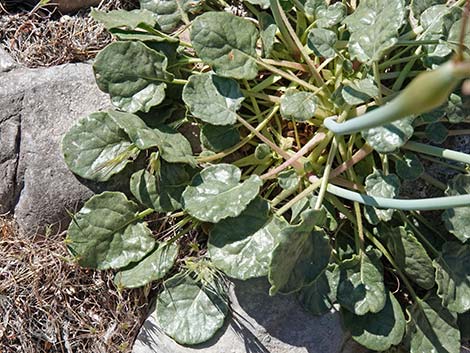 Desert Trumpet (Eriogonum inflatum)