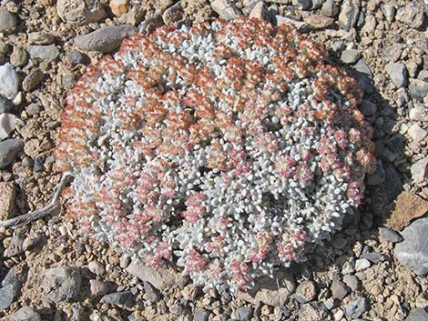 Shockley's Buckwheat (Eriogonum shockleyi)