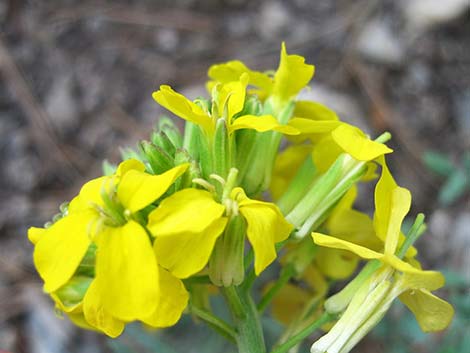 Western Wallflower (Erysimum capitatum)