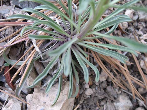 Western Wallflower (Erysimum capitatum)