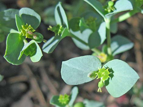 Horned Spurge (Euphorbia brachycera)