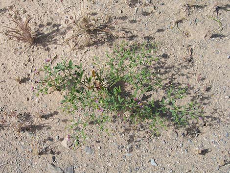 Sticky Fagonbush (Fagonia pachyacantha)