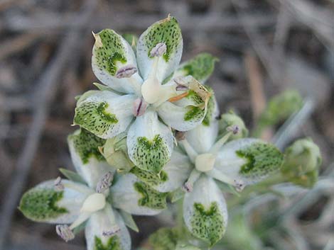 Desert Frasera (Frasera albomarginata)