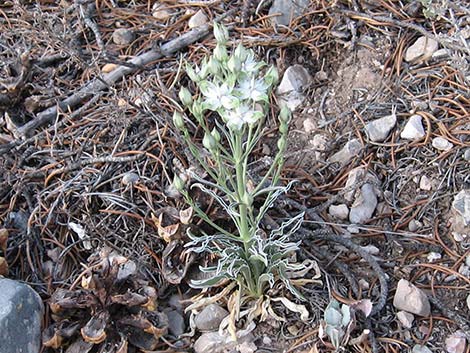 Desert Frasera (Frasera albomarginata)