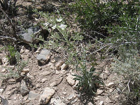 Desert Frasera (Frasera albomarginata)