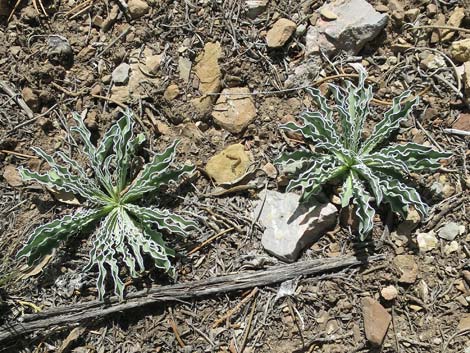 Desert Frasera (Frasera albomarginata)