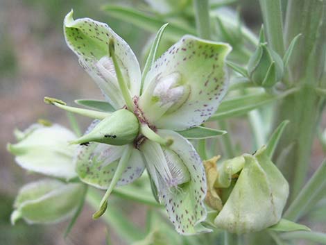 Elkweed (Frasera speciosa)