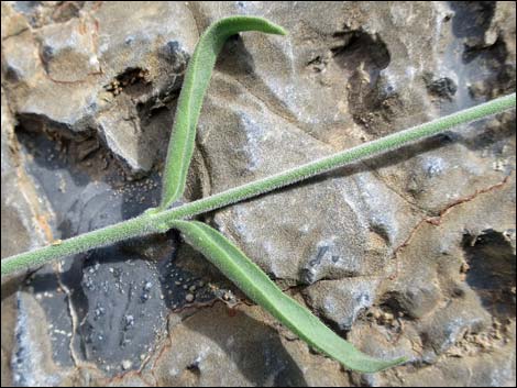 Fringed Twinevine (Funastrum cynanchoides ssp. cynanchoides)