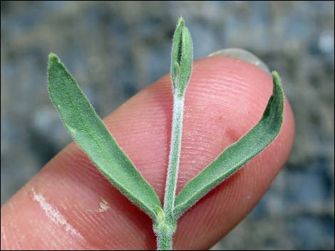 Fringed Twinevine (Funastrum cynanchoides ssp. cynanchoides)