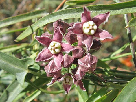 Hartweg's Twinevine (Funastrum cynanchoides ssp heterophyllum)