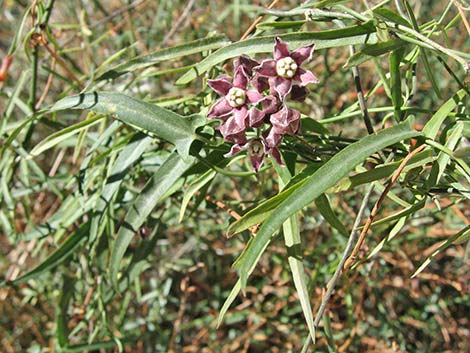 Hartweg's Twinevine (Funastrum cynanchoides ssp heterophyllum)