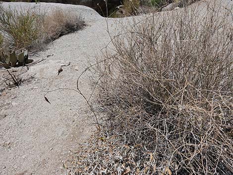 Hartweg's Twinevine (Funastrum cynanchoides ssp heterophyllum)