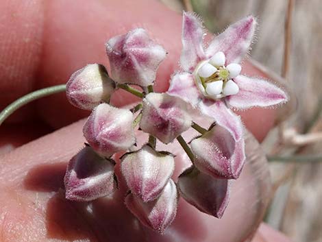 Hartweg's Twinevine (Funastrum cynanchoides ssp heterophyllum)