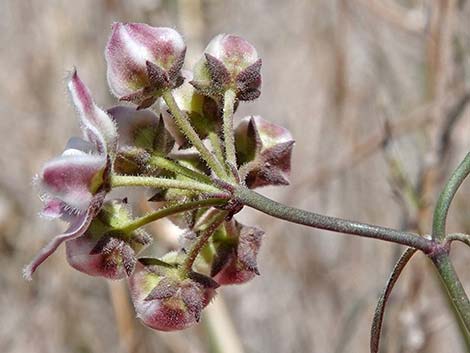 Hartweg's Twinevine (Funastrum cynanchoides ssp heterophyllum)