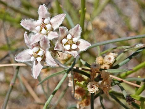 Hartweg's Twinevine (Funastrum cynanchoides ssp heterophyllum)