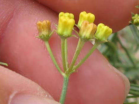 Utah Vine Milkweed (Funastrum utahense)