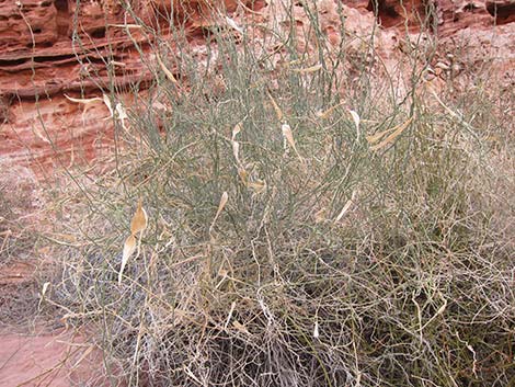 Utah Vine Milkweed (Funastrum utahense)