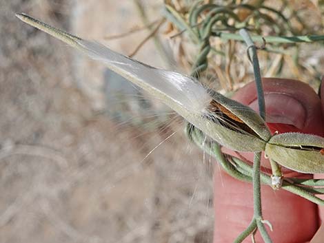 Utah Vine Milkweed (Funastrum utahense)