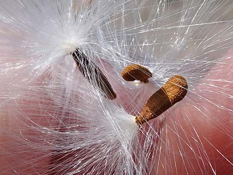 Utah Vine Milkweed (Funastrum utahense)