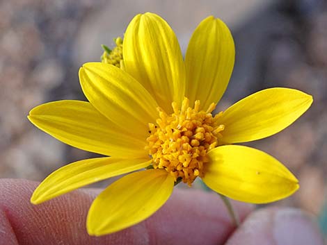 Nevada Goldeneye (Heliomeris multiflora)