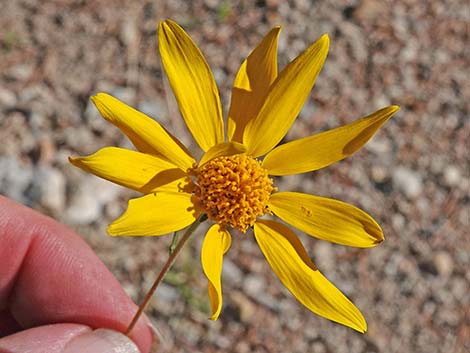 Nevada Goldeneye (Heliomeris multiflora)