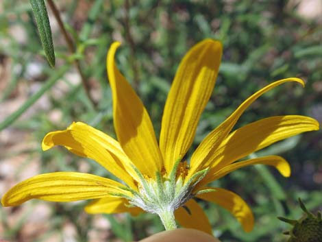 Nevada Goldeneye (Heliomeris multiflora)