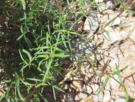 Nevada Goldeneye (Heliomeris multiflora)