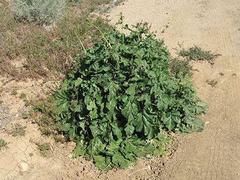 Shortpod Mustard (Hirschfeldia incana)